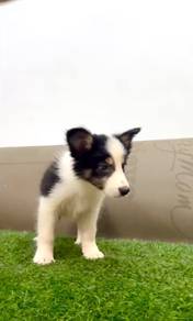 Border collie puppies pure breed