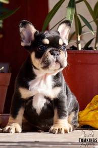 GSW566 French Bulldog black tan haired cute puppy