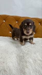 Miniature Dachshund