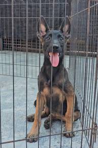 Belgium Shepherd