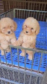 Poodle puppy