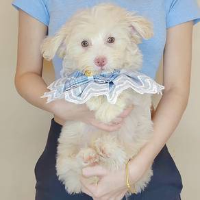 Maltipoo