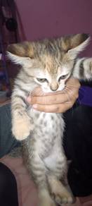 Anak kucing parsi