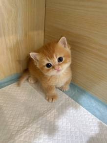 Red Golden Munchkin 2 