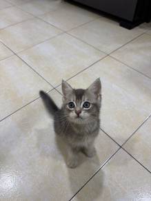 BSH MIX Male 3m