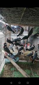 Burung zebra java
