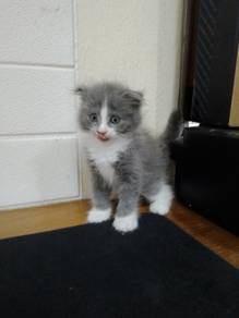 Kitten pure ragdoll mix scottish fold