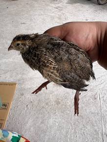 Burung Puyuh