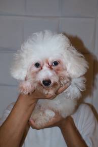 J0826 Poochon smart and charming puppy