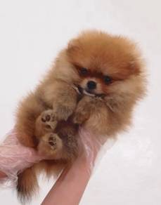 z35 Adorable Pomeranian Dog