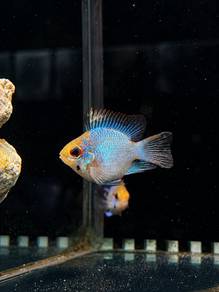 German Blue Ram Balloon