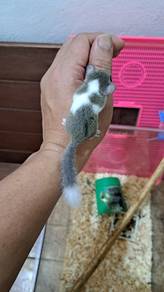 Pied Dormouse(tupai mini)