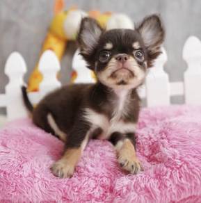 CHIHUAHUA PUPPIES VIP13🌷Head Apple Cute Dog