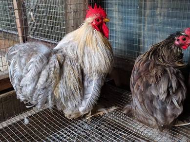 Ayam Pekin Bantam (Induk Kelabu)