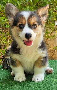 Corgi Puppy - Female - CG02