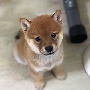 Pure Shiba Inu Fox Face Curly Tail Dog