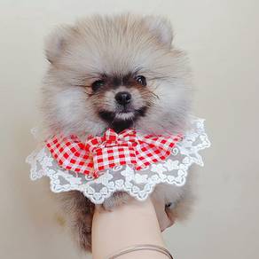 Pomeranian