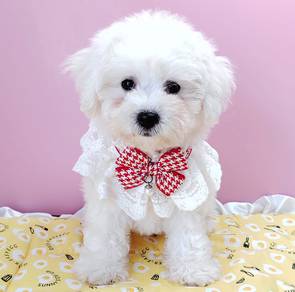 Bichon