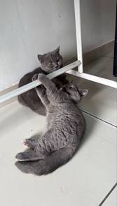Pure British Shorthair(BSH) BLUE