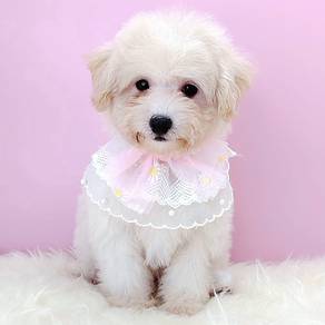 Maltipoo