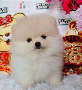 Pomeranian