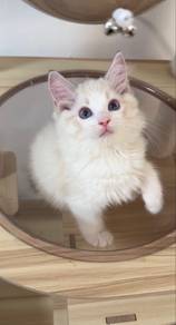 lynx male ragdoll