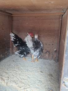 Ayam serama