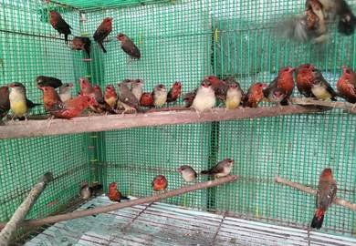 Burung strawberry finch #pipitstrawberry