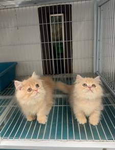 Napoleon short leg kitten