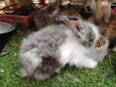 Teddy bear angora 