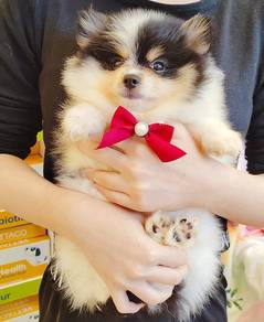 Pomeranian