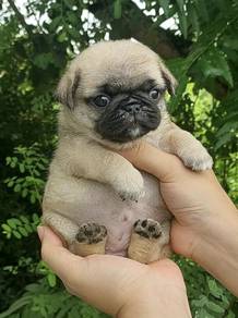 PUG PUPPIES 609 🌻 Chubby Pug Female