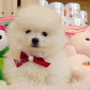 Pomeranian