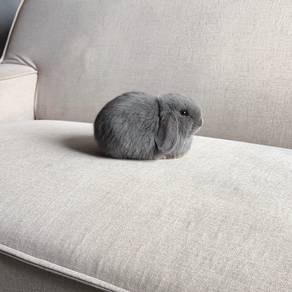 Holland lop bunny earlop rabbit arnab