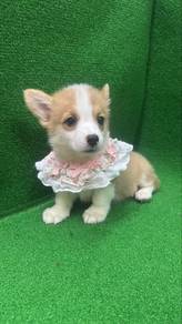 Corgi Corgi Female Puppy F1