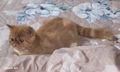 persian cat