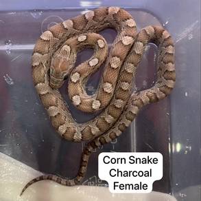 Corn Snake Charcoal Untuk Dijual !!