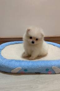 Pomeranian cream tiny female puppy