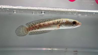 Ikan Channa Fish - Auranti Cobra 3.5 inch (AC8-6) 