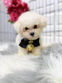 AEi288 Mini size Bichon Frise pretty pet