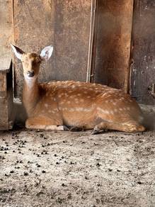 Rusa Sika