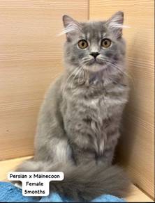 Persian Mainecoon Cat for Sale