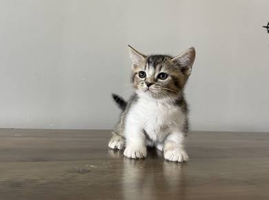 Munchkin (Standard) Male