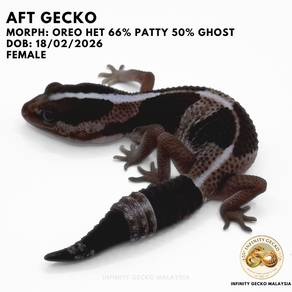African Fat Tail AFT Gecko Baby Oreo Malaysia JB