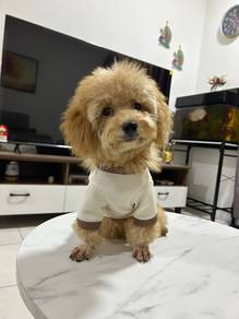 poodle male 5months old