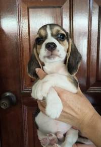 Beagle