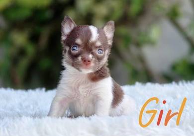 CHIHUAHUA PUPPIES CH236🌷 Head Apple Female