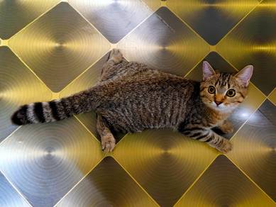 Kitten BSH Tabby