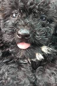 Black toy poodle