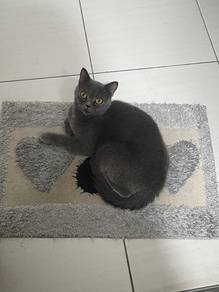 BSH open for adoption